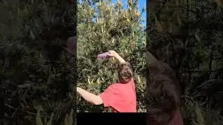good that they're not allergic #kids #pine #pollinators #pollen #playing #outdoors