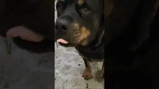 But I told my mom! #floridaliving #rottweiler #dog #mydog #rottology #rottweilerlife #goodgirl