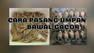 KEPOMPONG UMPAN BAWAL PALING GACOR dan cara pasangnya
