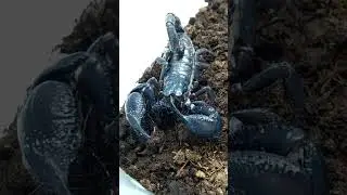 Why Scorpions See Your Home as the Perfect Hiding Spot