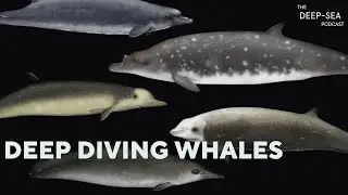 Deep diving whales with Nicola Quick | Episode 41 | The Deep-Sea Podcast
