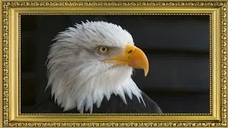 Golden eagle in a painting  | Gold framed vintage | Cader TV  | The art corner 4K
