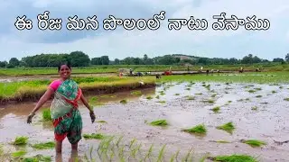 ఈ రోజు మన పొలంలో నాటు వేసాము #avillagefarmer