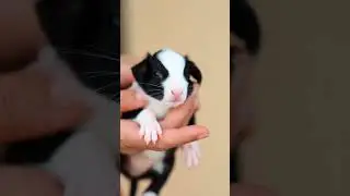 🌿✨ Finger-Sized Tiny Cute Calf in a Human Hand! 🐮💖
