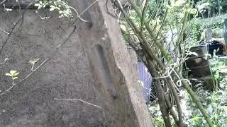 Extremly Strong Spider Web Holding Fake Devil Horn