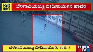 Stray Dogs Menace In Belagavi | Public TV