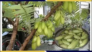 Beautiful fruiting #kamias in a pot #shorts