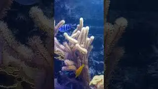 #music Під водою