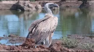 A lame white-backed vulture (Gyps africanus) landing on Naledi Cat-EYE to drink-africam -explore.org