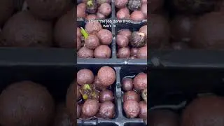 Растительные продукты, которые я хотел бы знать, будучи новичком | Необходимые инструменты для на...