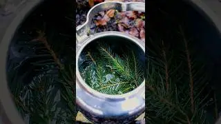 How to make Spruce Tea #asmr #asmrsounds #bushcraft #forest #nature #spruce #tea