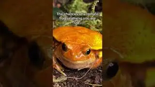 CHANCES OF A TOMATO FROG UNALIVING YOU