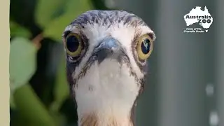 Curlew saved after a disturbing attack | Wildlife Warriors Missions