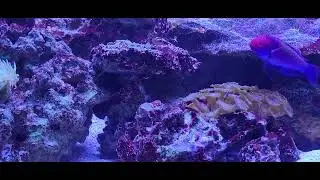 75 saltwater tank update January 2026