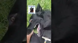 #thedogguy #doglife #doglovers #dogtraining #portelizabeth #k9protector #Gqeberha #cityofpe