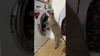 #кот#стирает#Trending#FYP#Cats#CatLovers#Catstagram#CornishRex#CatCare#FunnyCats#CuteCats#CatVideo