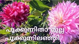 പൂക്കാലം|കുമാരനാശാൻ |മലയാളം കവിതകൾ |Pookkalam|Kumaranashan|Malayalam Kavithakal