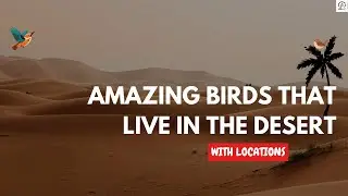&ldquo;From Sahara to Sonoran: Amazing Birds That Live in Deserts!&rdquo;