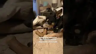 15-Year-Old MinPin Finds The PERFECT Chew Toys! (Senior Dog Approved)