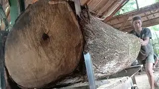 Big and beautiful! Expensive super acacia wood processing 