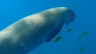 Snorkeling Marsa Alam. Red Sea. Egypt. Finding the Dugong Tour. October 2021