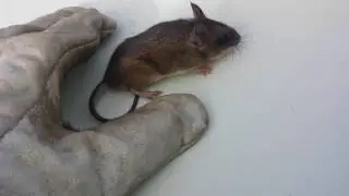 Topolino risuscitato