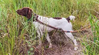 Summer Bird Dog Training!