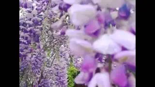 Arizona Wisteria Garden