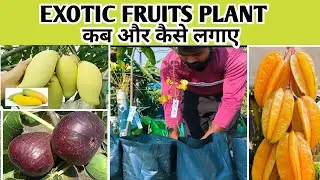  Exotic Fruits Plants कैसे लगाए &ndash; Bari 1 Malta, Star Fruit, Mango & Anjir | Gardening With Shailesh