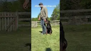 Do your part, and progress will follow! #protectiondog #obediencetraining #doberman