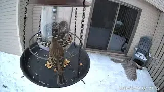 2026/02/04 - White-breasted Nuthatches, Black-capped Chickadees, & a House Finch couple do breakfast