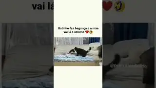 essa mamãe gato é muito organizada 🤣🤣🤣 #gatos #animals #filhotes