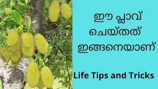 പ്ലാവ് ചെയ്&zwnj;തത് | Life Tips | Malayalam | Haritha tips and tricks