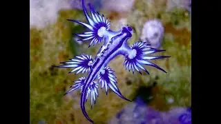 How Sea Animals Use Hydrodynamics to their Advantage by Brigette Riley