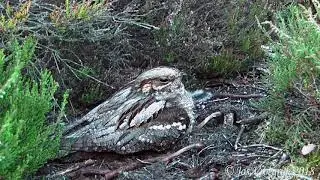 Caprimulgus europaeus, nachtzwaluw, Nigtjar, Ziegen melker, Engoulevent,  Chotacabras gris