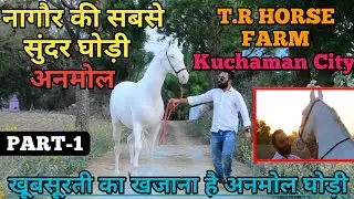 नागौर जिले की सबसे खूबसूरत घोड़ी अनमोल-T.R HORSE FARM (KUCHAMAN)