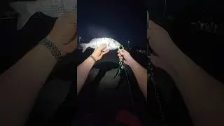 #&ccedil;upra#lrfavı#lrf#balıkavı#lrfturkey#fishing#catchandrelease#fishinglife#izmirfishing#keşfet#fish