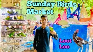 Rahim Yar Khan Sunday Birds Market 😍 | New Update 🕊️ | Green Parrots 🦜 | Rameez bhai