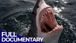 Shark Business: Meet The Ocean&rsquo;s Apex Predators | The Blue Realm | FD Ocean