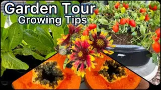 Garden Tour Fall TIPS Growing Tomatoes Cucumber Peppers Watermelon Lettuce Herbs Container Gardening
