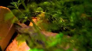 Rasbora brigitae