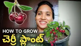 బార్బడాస్  చెర్రీ ప్లాంట్ #how to grow BarBaDoS cherry 🍒 plant with seeds#trending#viral