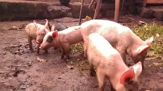 managing orphaned piglets