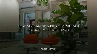 Transformare Verde la MIRAGE | &Icirc;nverzire & &Icirc;ngrijire Plante
