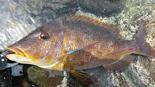 Spangled Emperor caught from japanese remote island