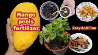 Easy And free fertilizer for Any Plants || Best use to Mango peels fertilizer for plants
