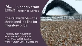 Coastal Wetlands: The Threatened Lifeline for Migratory Birds