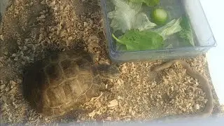 Russian Tortoise and Indian Sand Boa as tankmates