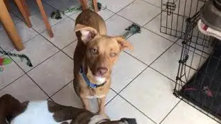 Terrier mix puppy with Rover Rescue