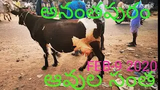 ANANTAPUR SUNDAY COWS MARKET FEB 9 2020